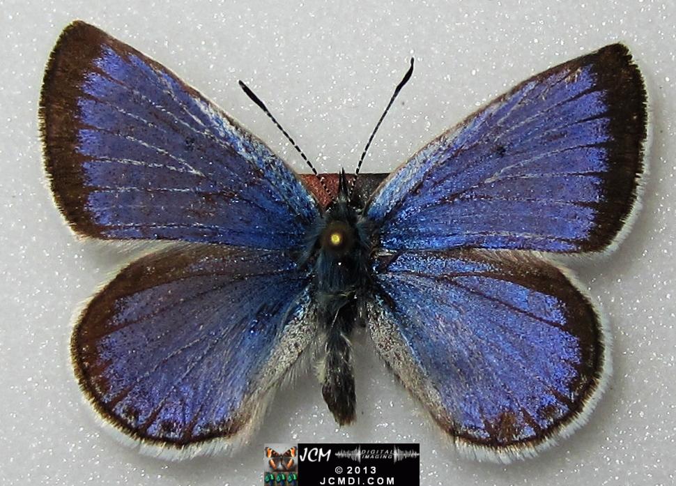 Plebejus icarioides evius (Evius Blue Butterfly)